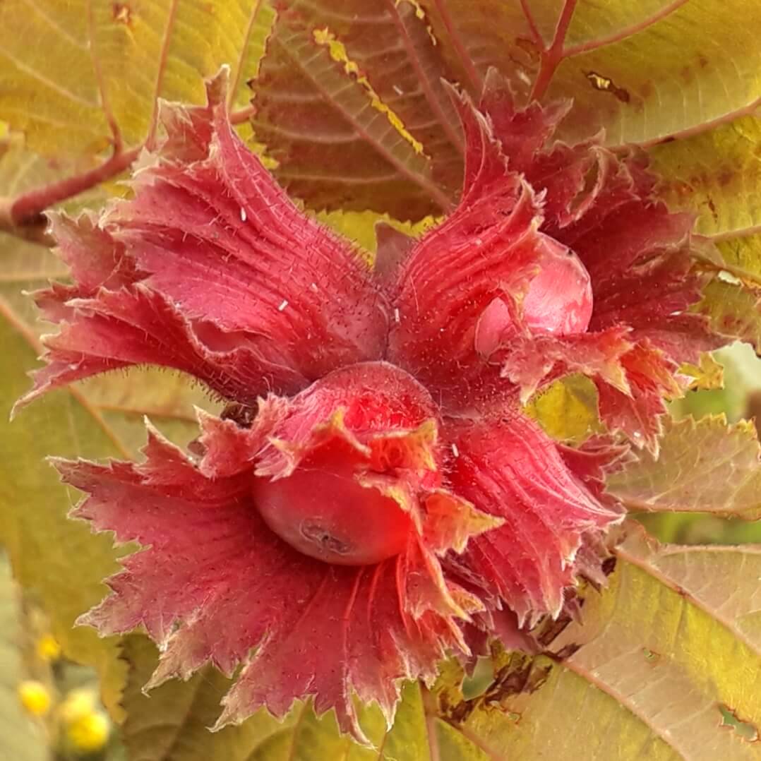 Corylus avellana 'Rode Zellernoot' (Purple Hazel)