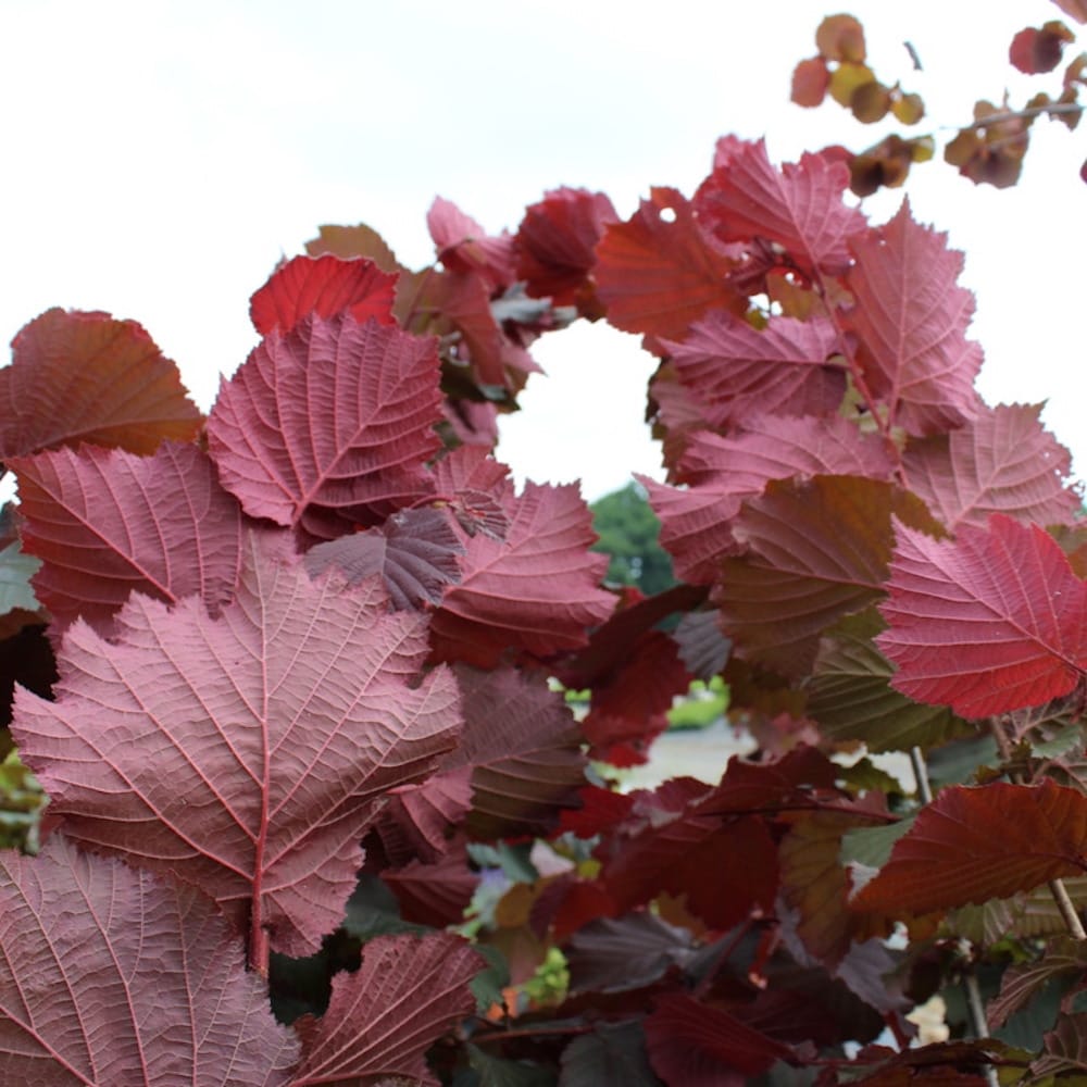Corylus avellana 'Rode Zellernoot' (Purple Hazel)