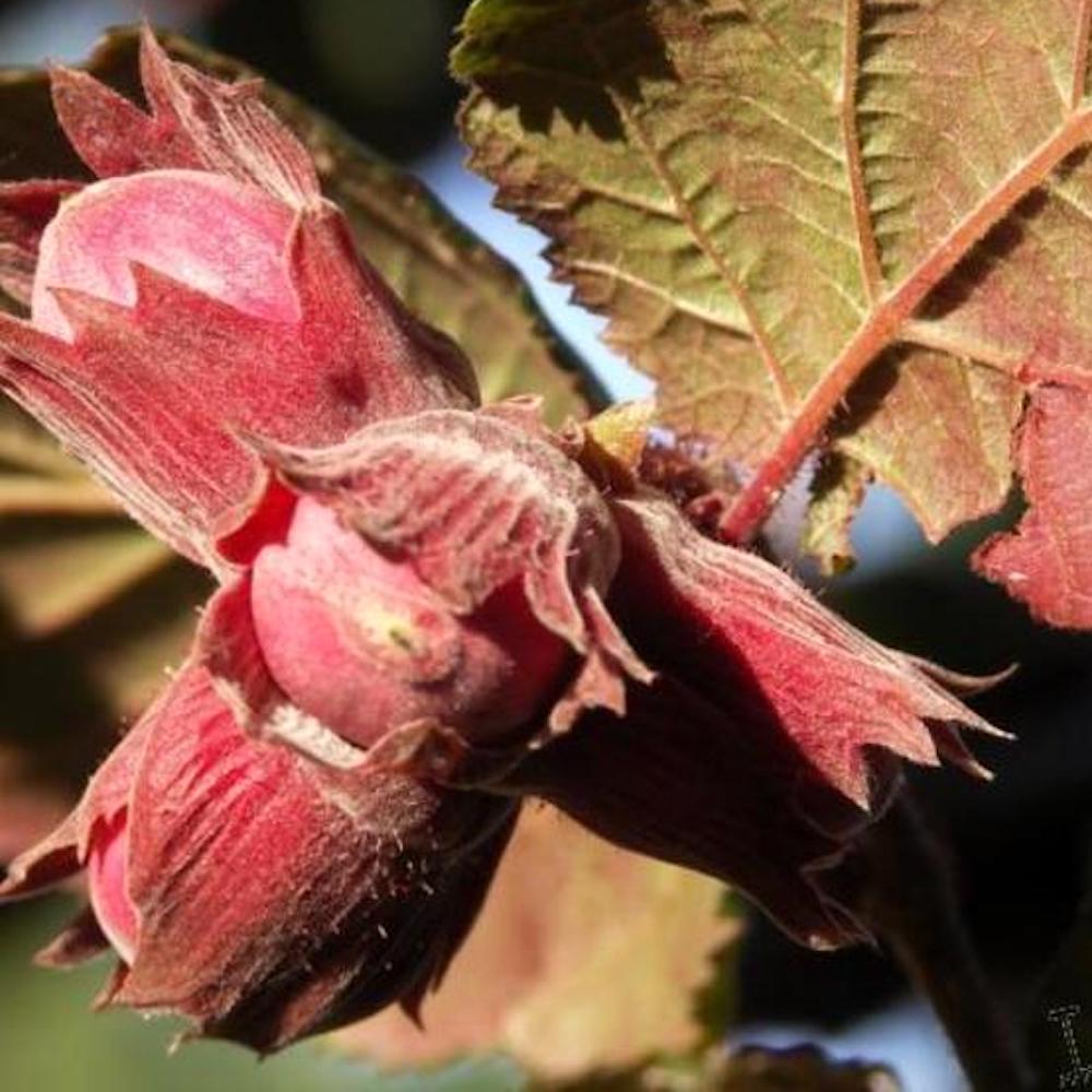 Corylus avellana 'Rode Zellernoot' (Purple Hazel)