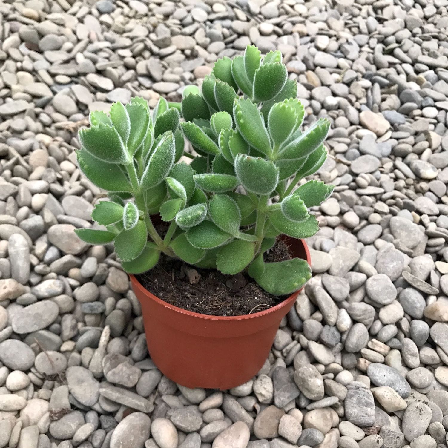 Cotyledon (Bear's Paw)