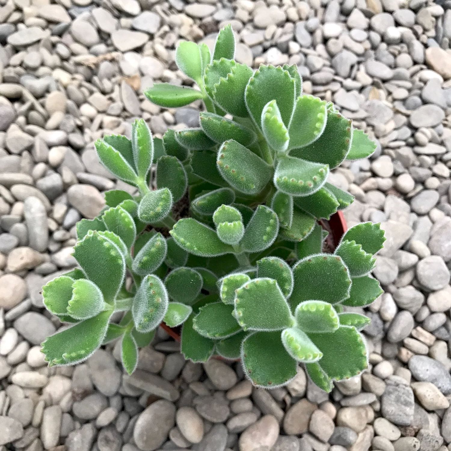 Cotyledon (Bear's Paw)