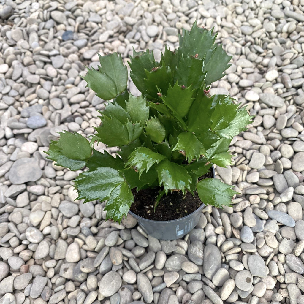 Schlumbergera (Vánoční kaktus) bez ID