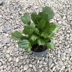 Schlumbergera (Craciunita) fara ID