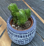 Crassula Buddhas Tempel 3pp