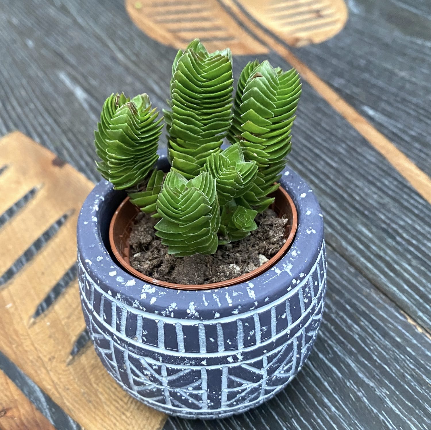 Crassula Buddha's Temple 3pp