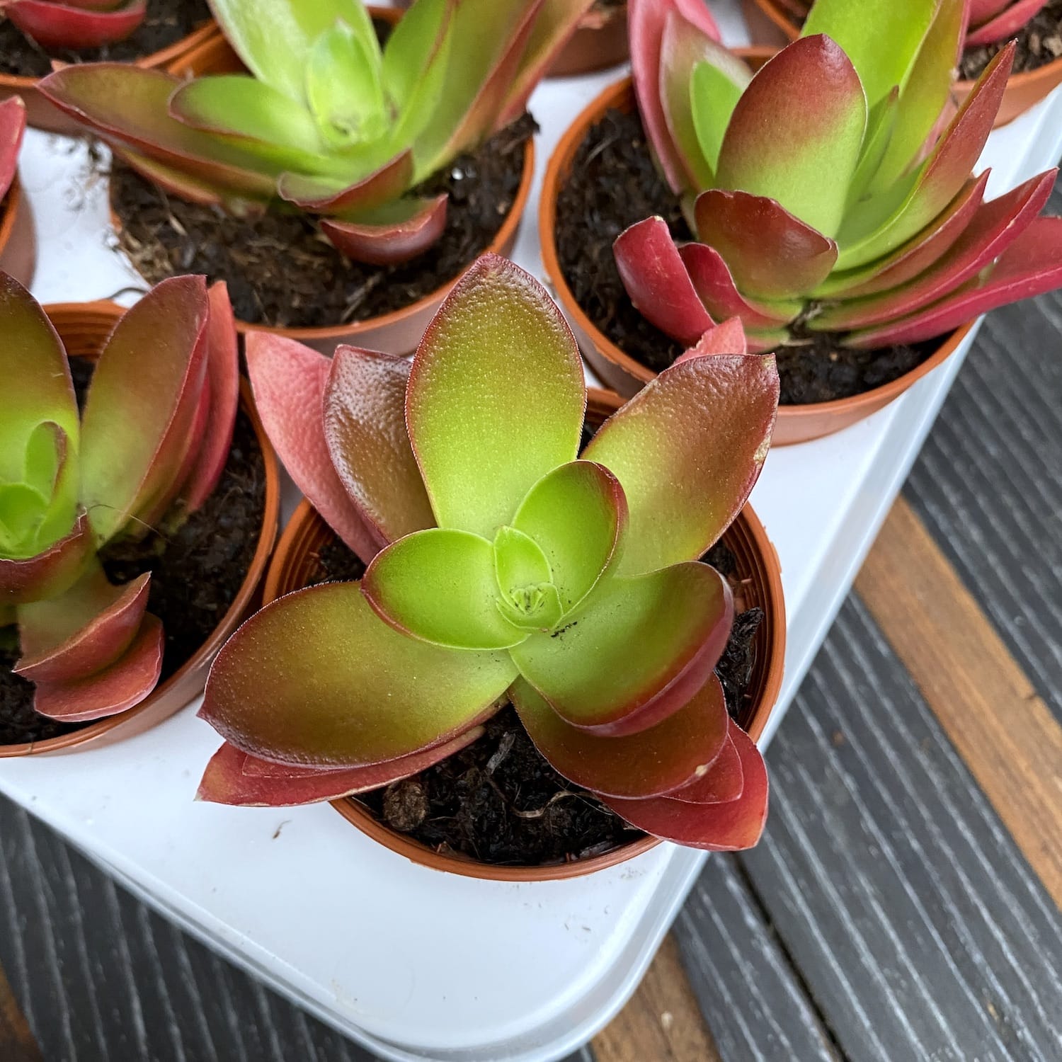 Crassula Capitella Campfire