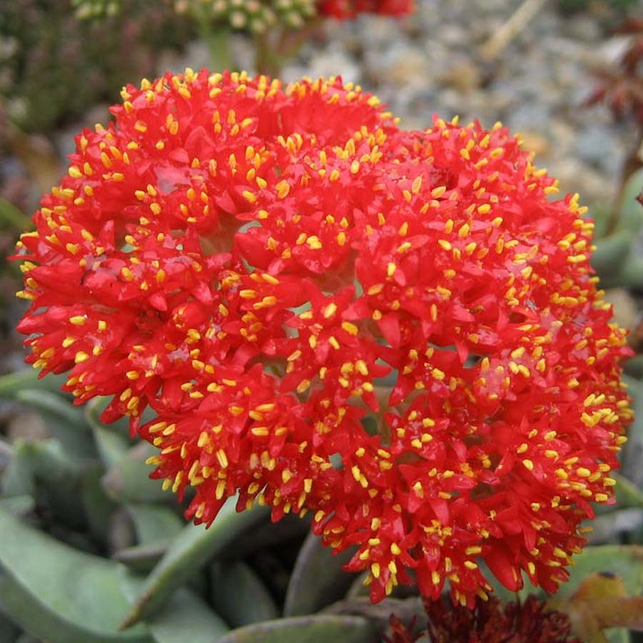 Crassula falcata ‘Boomerang’