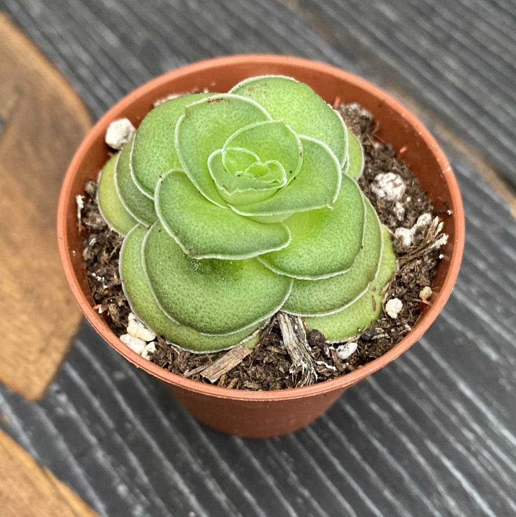 Crassula Hemisphaerica