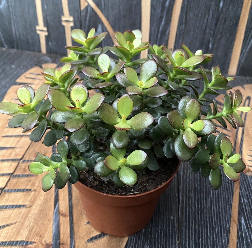 Crassula ovata 'Minima' (drzewko szczęścia 'mini') D14