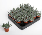 Crassula Silver Spark