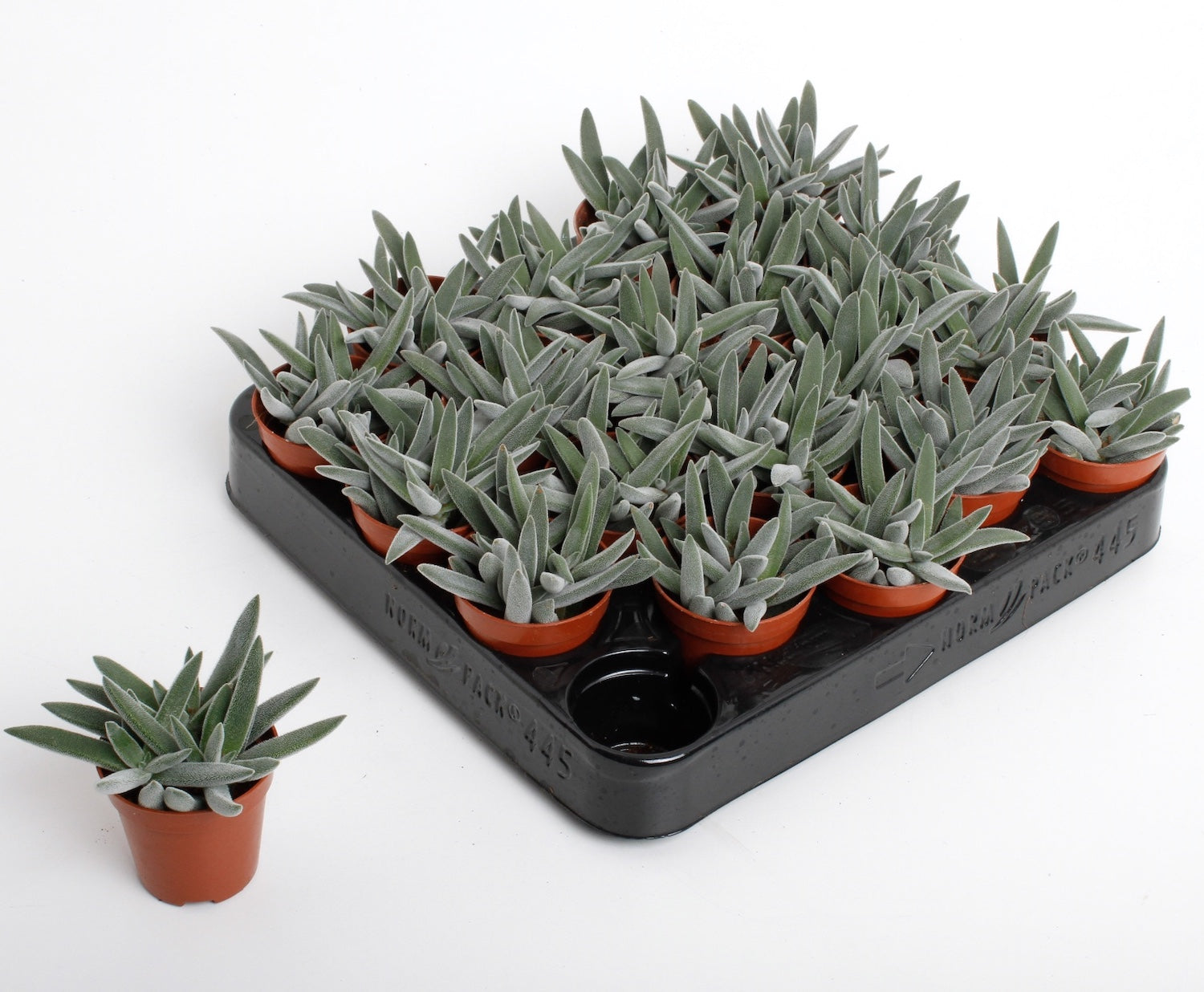 Crassula Silver Spark