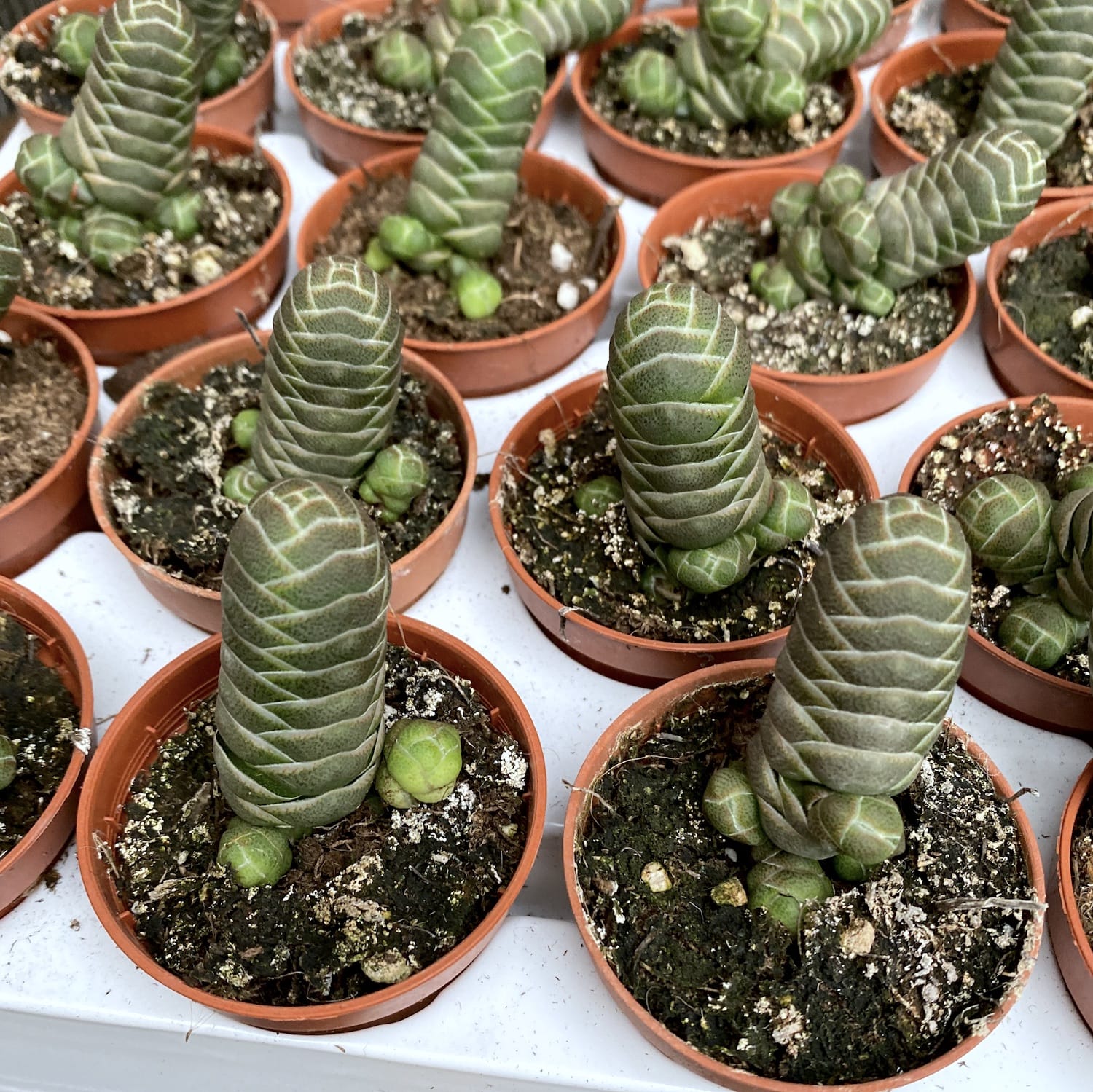 Crassula barklyi (Rattlesnake Tail)