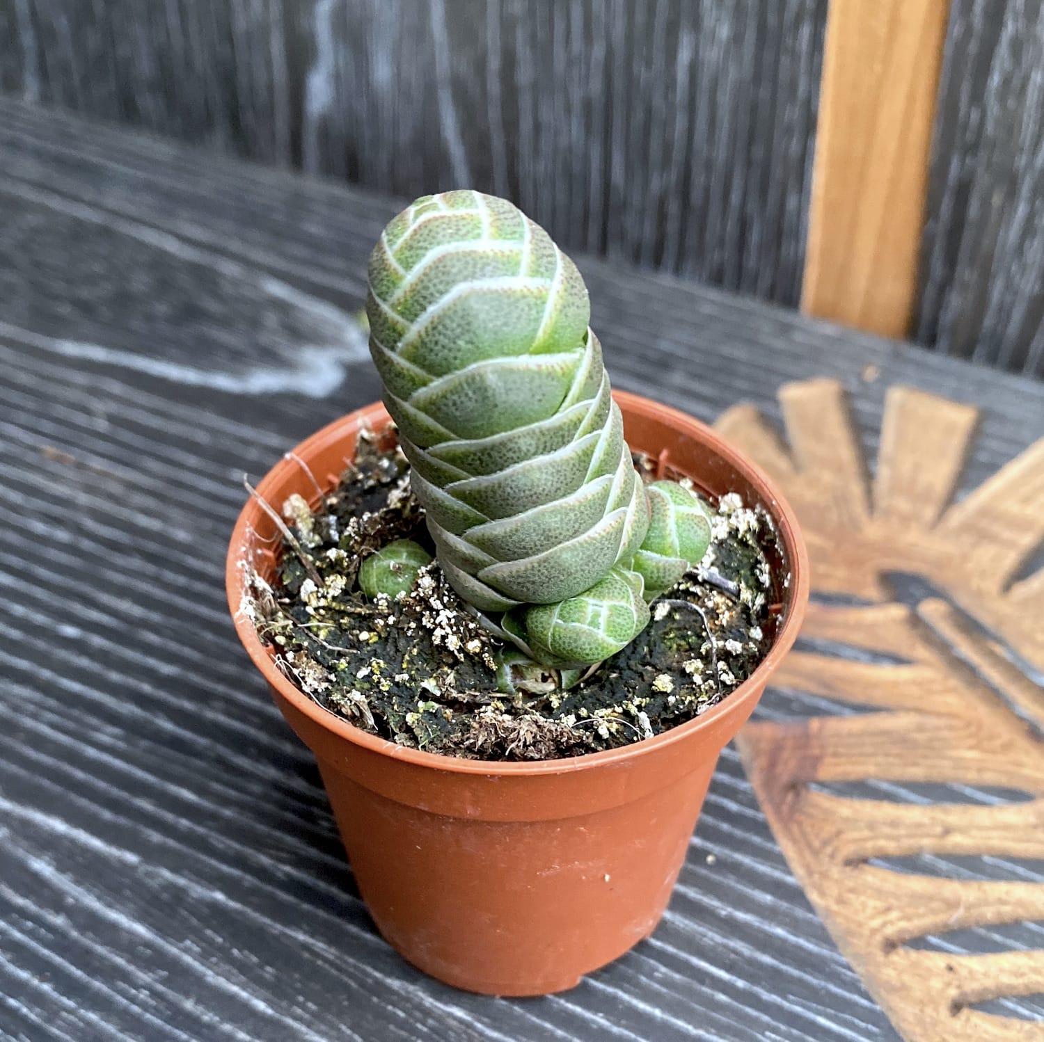Crassula barklyi (Rattlesnake Tail)