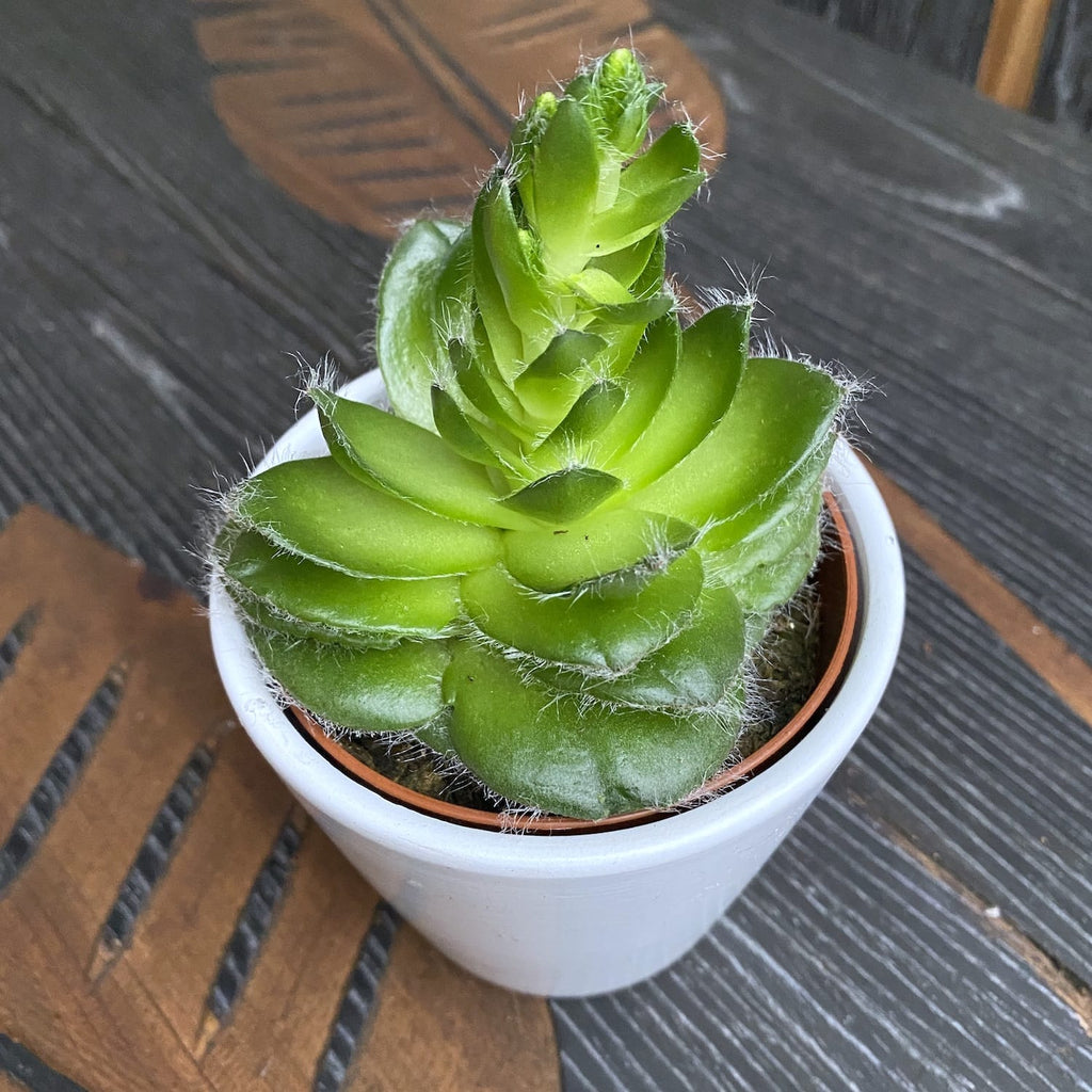 Crassula capitella var. setosa f. turrita