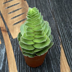 Crassula capitella var. turrita