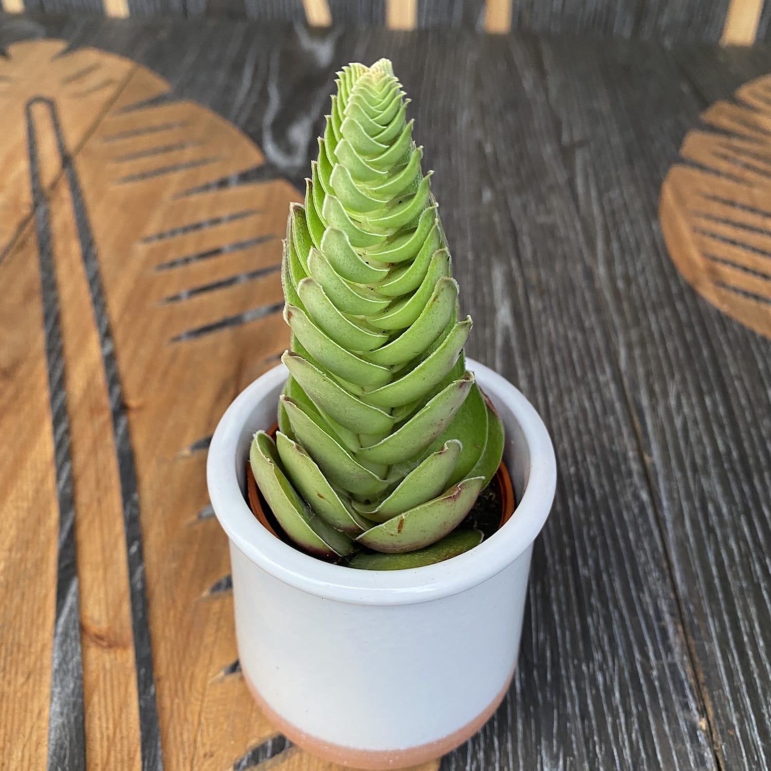 Crassula capitella var. turrita