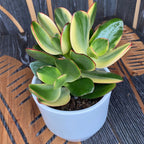 Crassula ovata 'Variegata' (Šarena biljka žada)