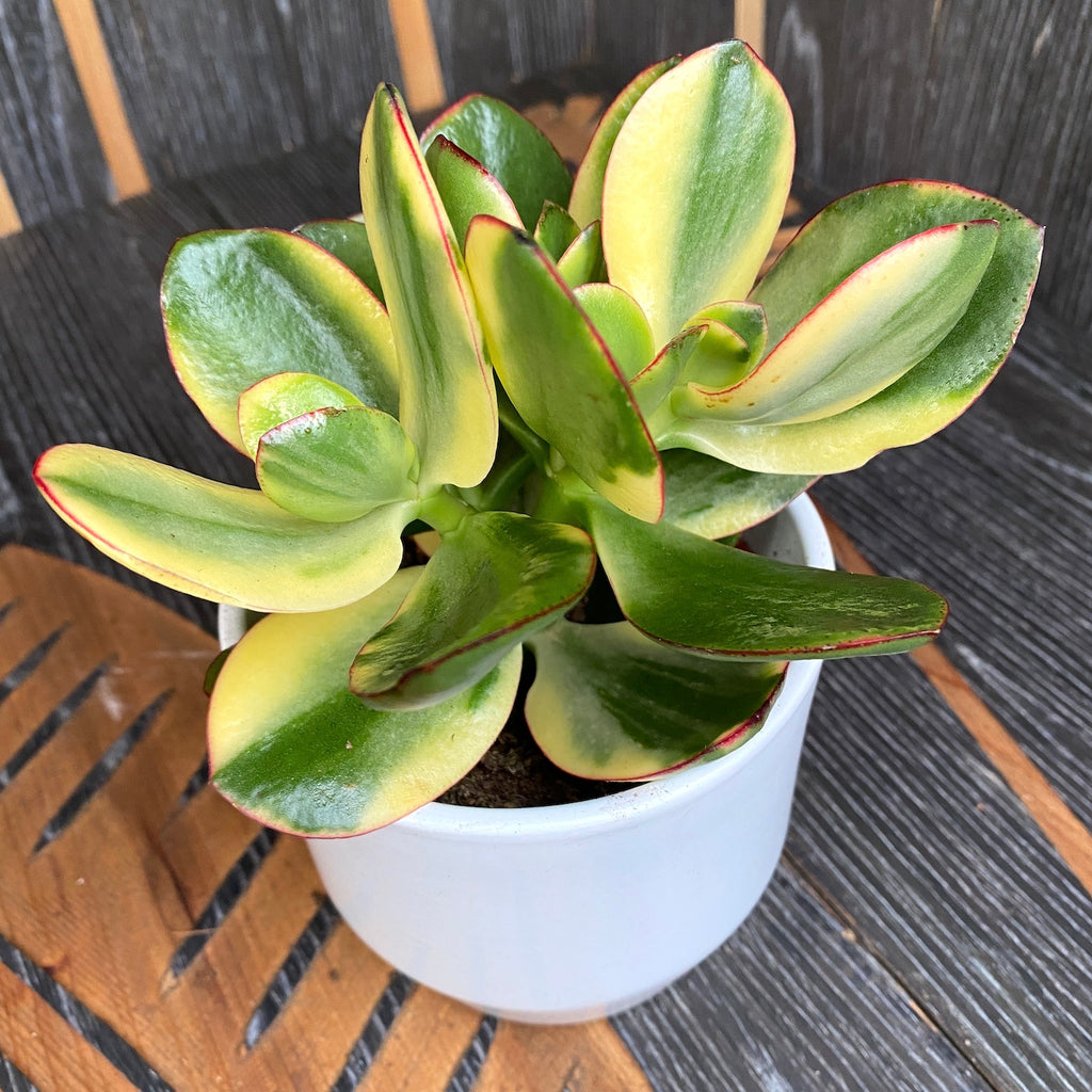Crassula ovata 'Variegata' (Πολύχρωμο Φυτό Τζέιντ)