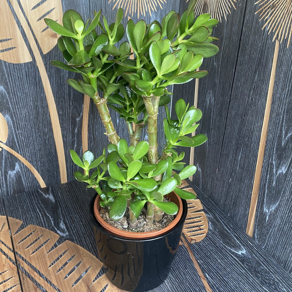 Crassula ovata (Jadebaum) H50 cm