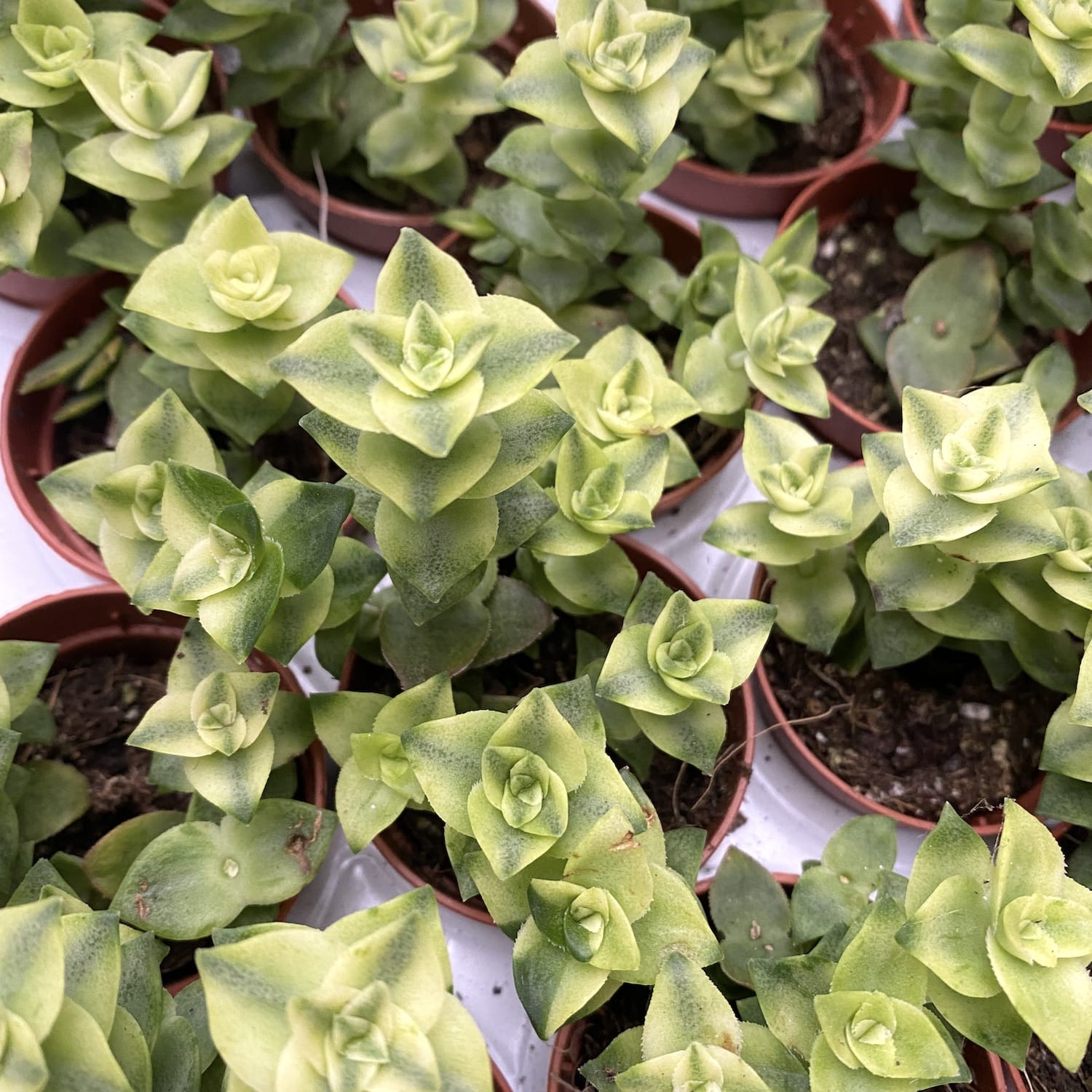 Crassula perforata variegata