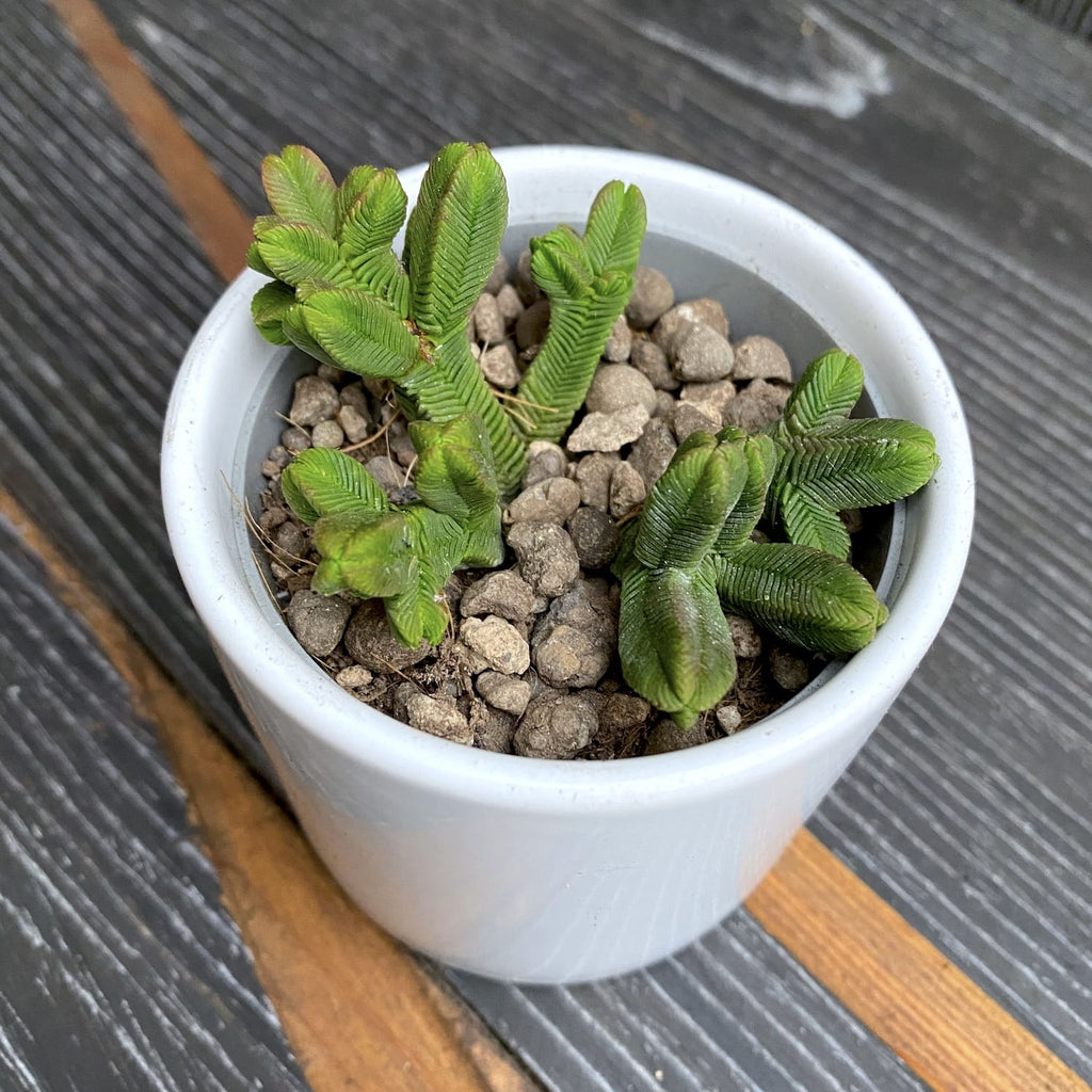 Crassula pyramidalis (Pagoda Mini Jade)