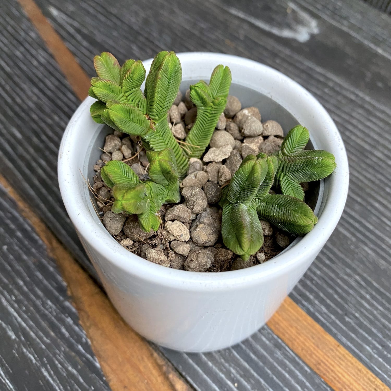 Crassula pyramidalis (Pagoda Mini Jade)