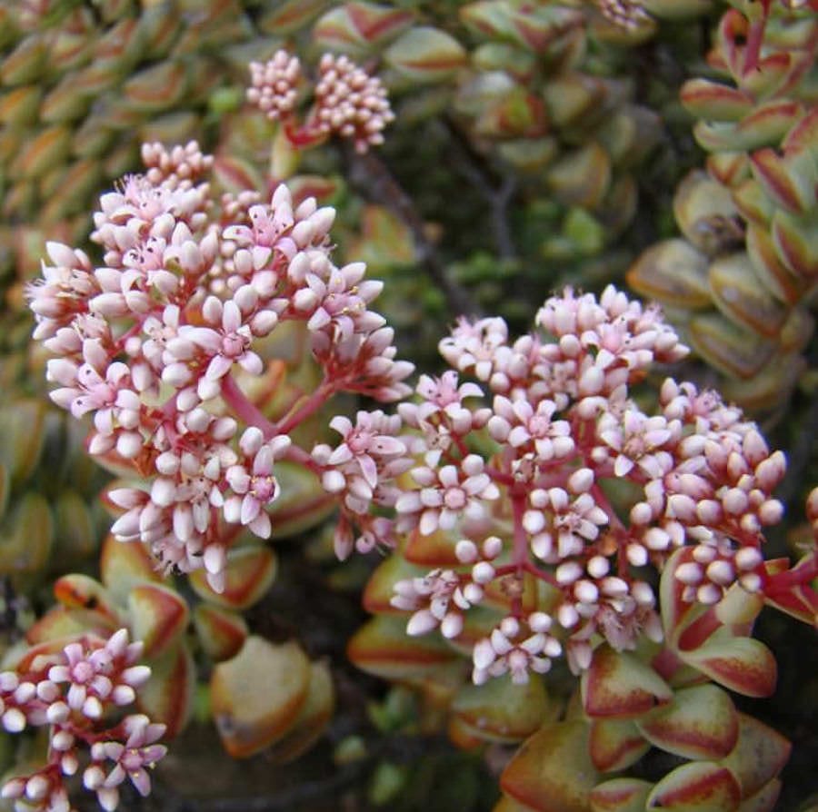 Crassula rupestris (Rovary wine)