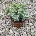 Crassula rupestris (Rovary wine)