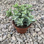 Crassula rupestris (Rovary wine)