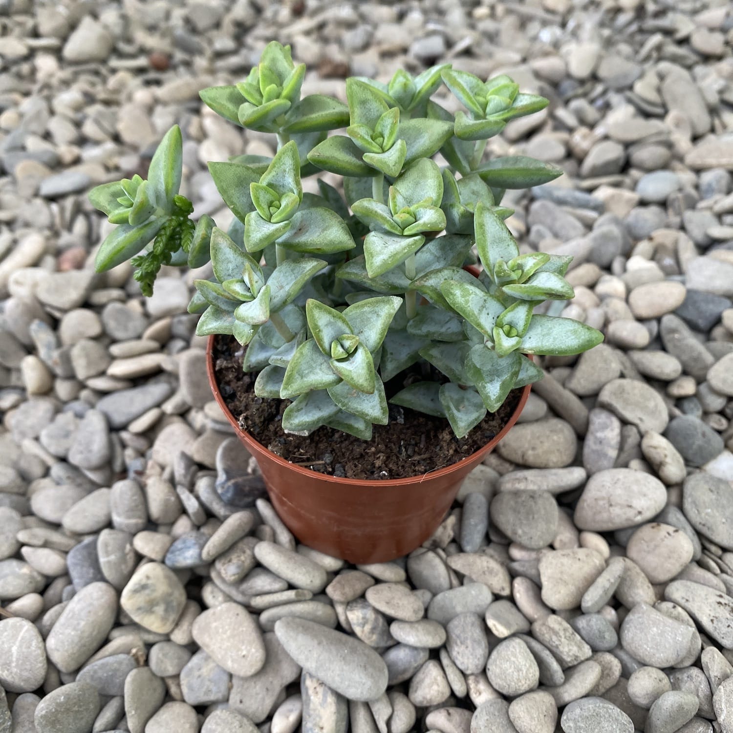 Crassula rupestris (Rovary wine)