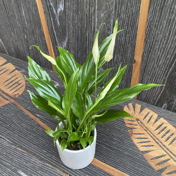 Peace lily - Spathiphyllum D6