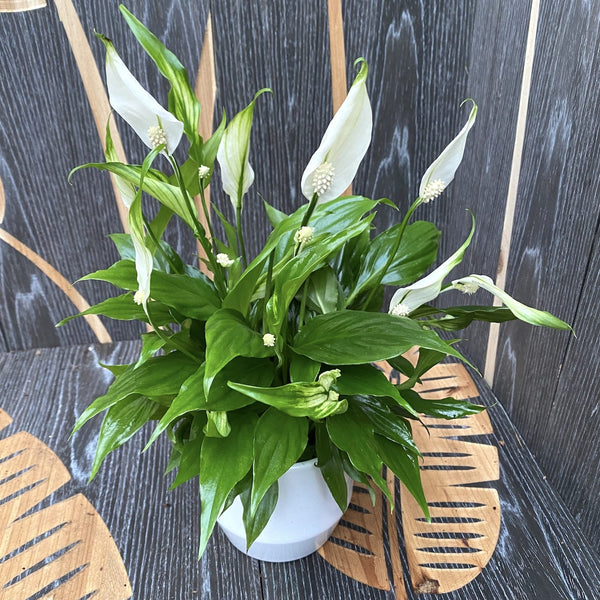 Peace lily - Spathiphyllum (purifies the air) H30 cm