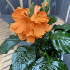 Crossandra infundibuliformis D13 (Floarea 'Foc de artificii')