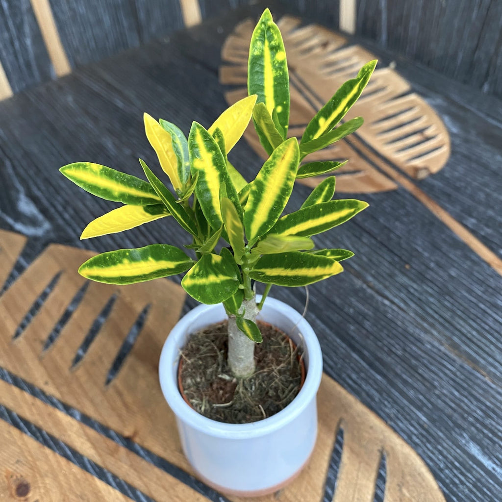 Croton Codiaeum 'Banana' * taimikasvi