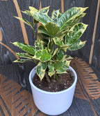 Croton Codiaeum variegatum 'Eburneum' D14