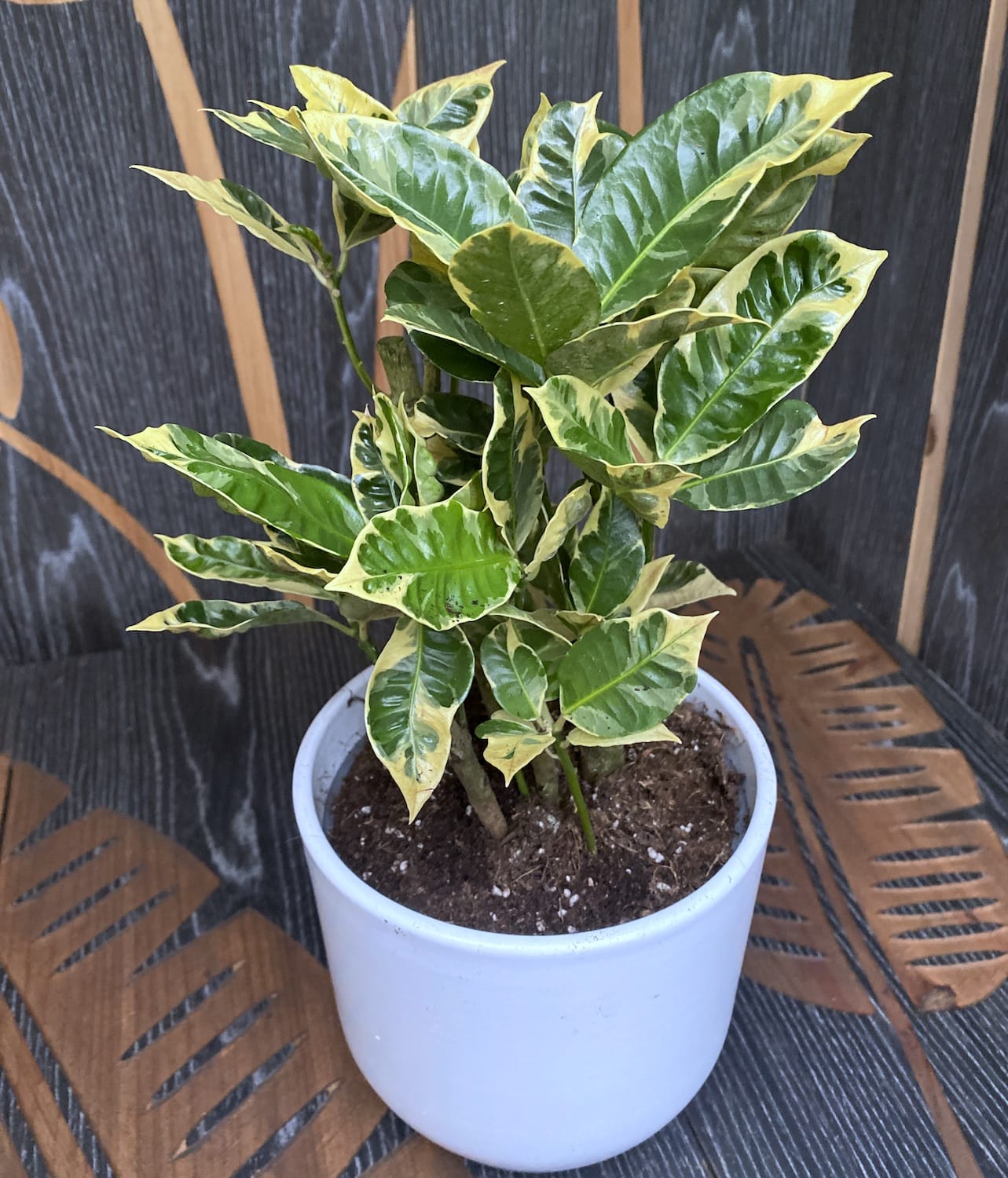 Croton Codiaeum variegatum 'Eburneum' D14