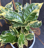 Croton Codiaeum variegatum 'Eburneum' D14