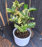 Croton Codiaeum variegatum 'Eburneum' D14
