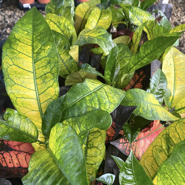Croton Codiaeum variegatum 'Mrs Iceton' (4 plants/pot)