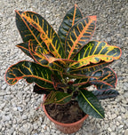 Croton Codiaeum Petra D17