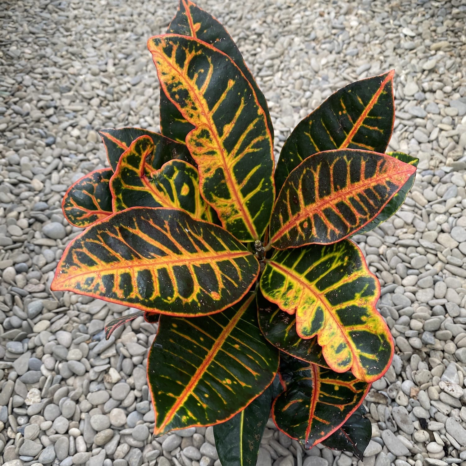 Croton Codiaeum Petra D17