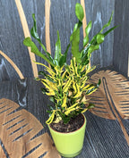 Croton Pigtail (Codiaeum) (babyplant)