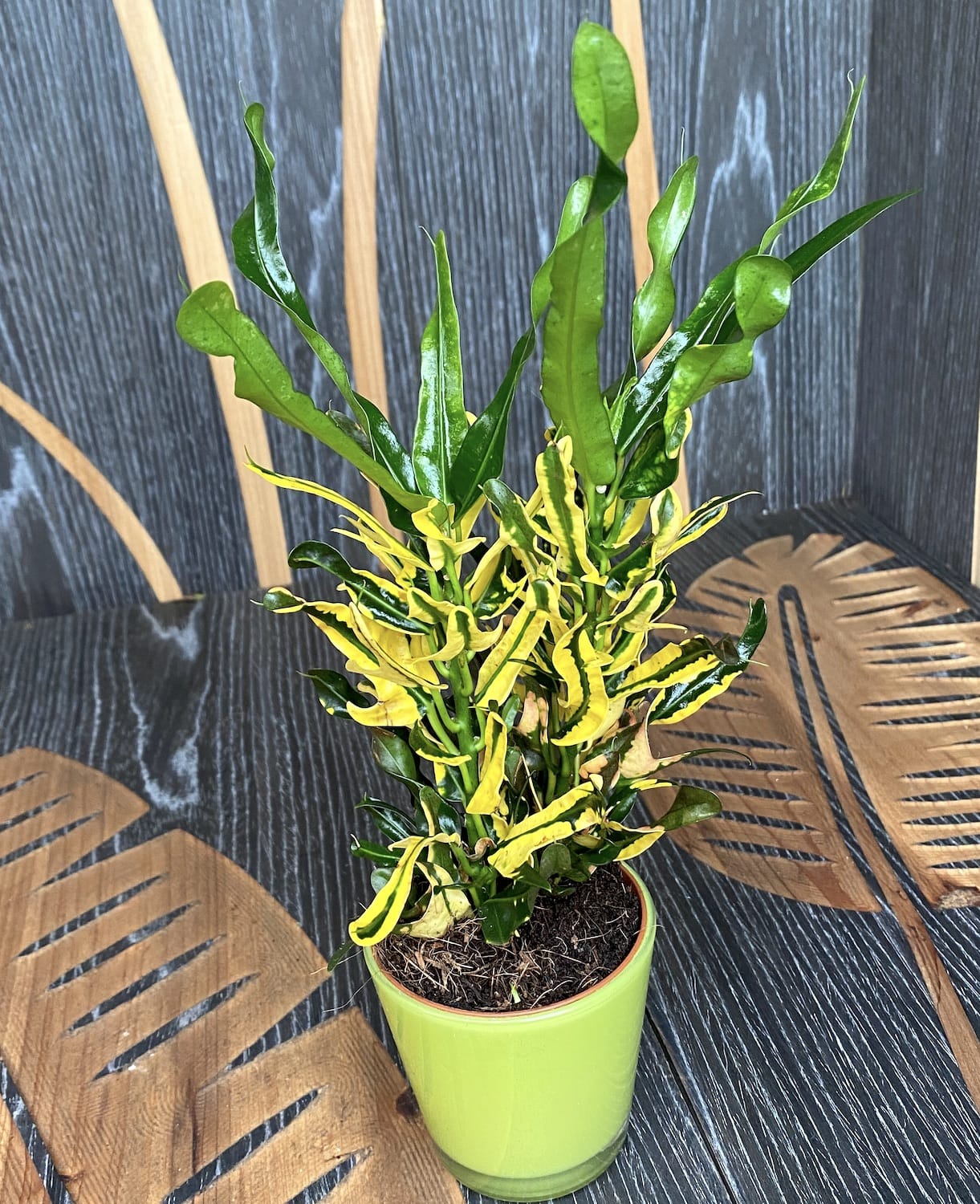 Croton Pigtail (Codiaeum) (babyplant)