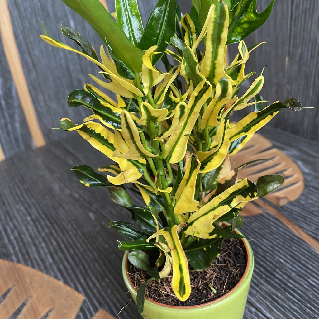 Croton Pigtail (Codiaeum) (babyplant)