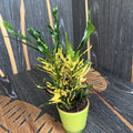Croton Pigtail (Codiaeum) (babyplant)