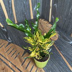 Croton Pigtail (Codiaeum) (babyplant)