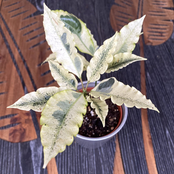 Croton 'Tamara' (Codiaeum variegatum 'Tamara') D9