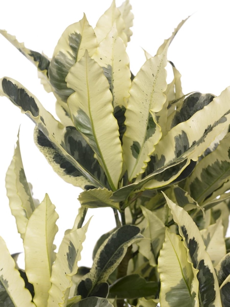 Croton 'Tamara' (Codiaeum variegatum 'Tamara') - 2 plante/ghiveci