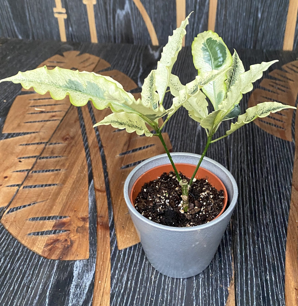 Croton 'Tamara' (Codiaeum variegatum 'Tamara') D9