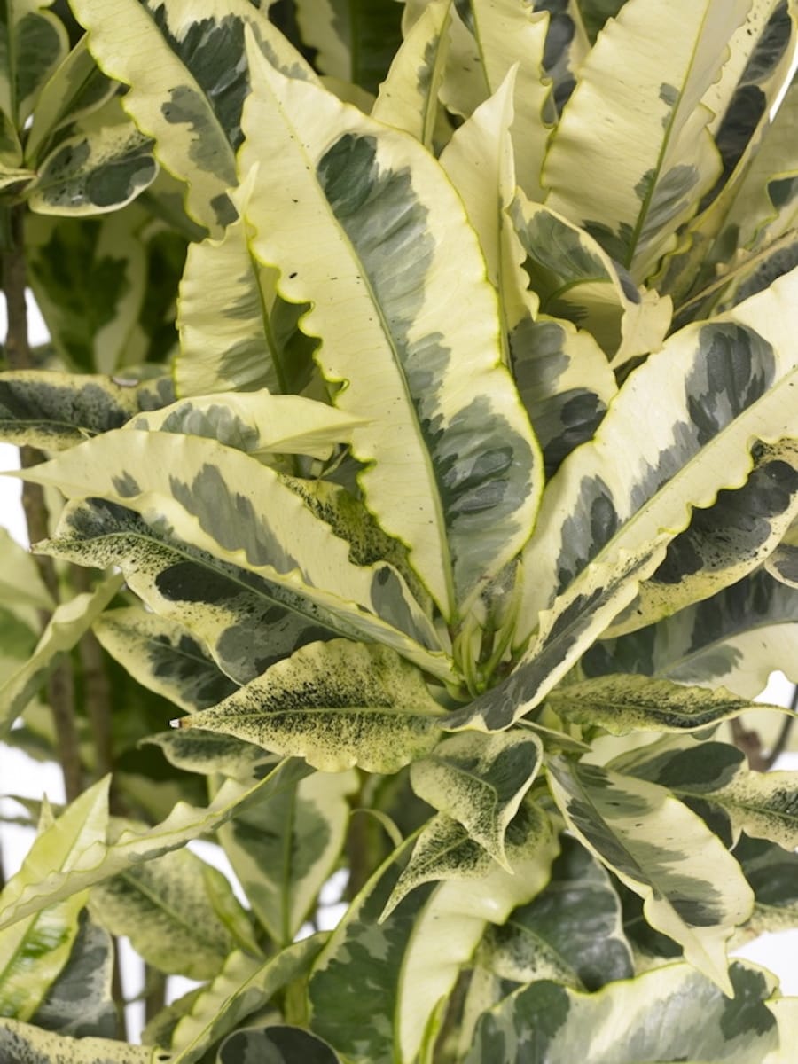 Croton 'Tamara' (Codiaeum variegatum 'Tamara') - 2 plante/ghiveci